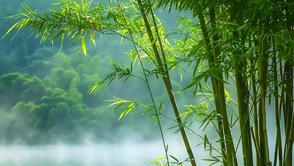 竹子的故事:送给快要放弃的你