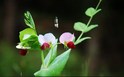 清明节心理疏导:帮助丧偶老人缓解扫墓悲伤