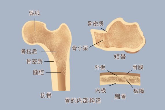 告别骨骼老化的无端内耗,科学排查隐患,重获身心掌控感